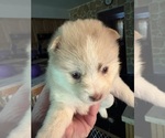 Small #2 Pomsky