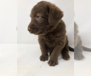 Labradoodle Puppy for sale in ROCKY MOUNT, NC, USA