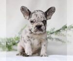 Small Photo #1 French Bulldog Puppy For Sale in EAST EARL, PA, USA