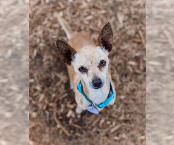 Medium Photo #3 Chihuahua Puppy For Sale in  Ramona, CA, USA