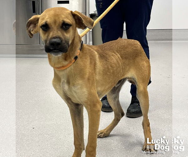 Medium Photo #2 Boxador Puppy For Sale in Washington, DC, USA