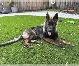 German Shepherd Dog Dogs for adoption in West Sacramento, CA, USA