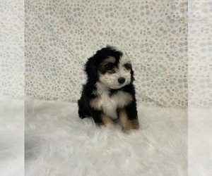 Miniature Bernedoodle Puppy for sale in FREDERICKSBURG, OH, USA