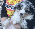 Puppy Raisinette Australian Shepherd