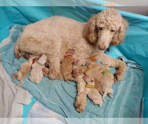Goldendoodle Puppy for sale in ODON, IN, USA