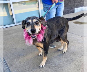 Sissy  (mm) - Female Bluetick Coonhound-Unknown Mix Dog for Adoption - Photo #3