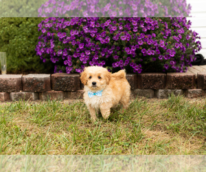 Cavapoo-Goldendoodle Mix Puppy for Sale in TOPEKA, Indiana USA