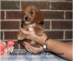 Small #1 Cavapoo (Miniature)
