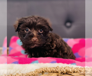 Poodle (Toy)-Yorkshire Terrier Mix Puppy for sale in CINCINNATI, OH, USA