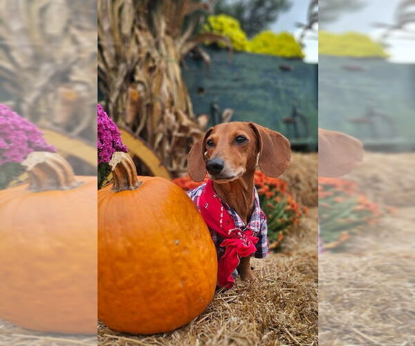 Medium Photo #3 Dachshund Puppy For Sale in Fruitland, SC, USA