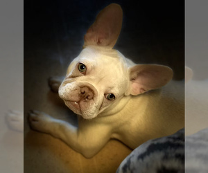 French Bulldog Puppy for sale in SACRAMENTO, CA, USA