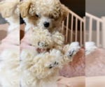 Small Photo #3 Poodle (Toy) Puppy For Sale in CHINO HILLS, CA, USA