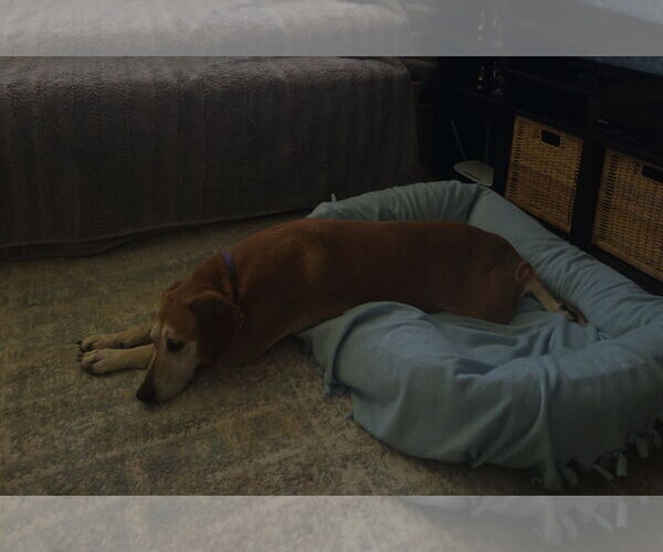 Medium Photo #11 Mutt Puppy For Sale in Sandy, UT, USA