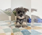 Small Schnauzer (Miniature)