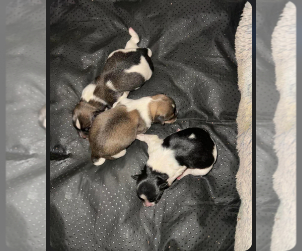 Medium Photo #1 Havanese Puppy For Sale in TWIN FALLS, ID, USA