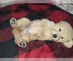 Small #14 Goldendoodle
