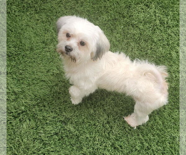 Medium Photo #2 Mal-Shi Puppy For Sale in Oakhurst, NJ, USA