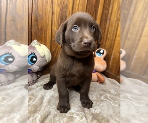 Labrador Retriever Puppy for sale in NEOLA, WV, USA