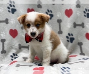 Texas Heeler Puppy for sale in LAKELAND, FL, USA