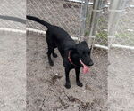 Small #3 Labrador Retriever Mix