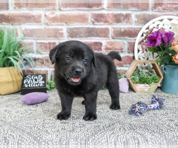 Medium Photo #4 Labrador Retriever Puppy For Sale in SYRACUSE, IN, USA