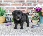 Small #3 Labrador Retriever