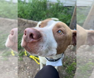 Medium American Pit Bull Terrier Mix