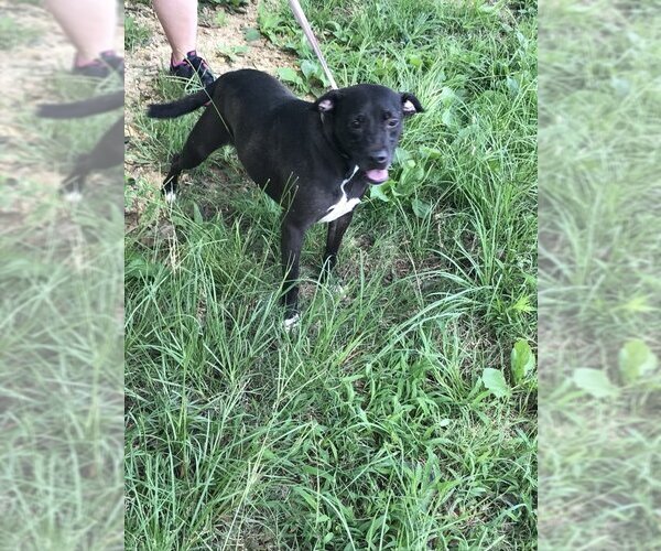 Medium Photo #3 American Bulldog Puppy For Sale in Jackson, MS, USA