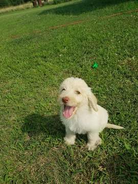 Medium Photo #1 Labradoodle Puppy For Sale in COFFEYVILLE, KS, USA