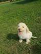 Small Photo #1 Labradoodle Puppy For Sale in COFFEYVILLE, KS, USA