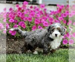 Small #4 Bernedoodle (Miniature)
