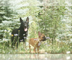 Mother of the German Shepherd Dog-Sharberian Husky Mix puppies born on 07/27/2019