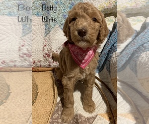 Labradoodle-Poodle (Standard) Mix Puppy for sale in SAN ANTONIO, TX, USA