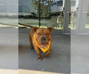 Medium American Pit Bull Terrier Mix