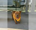 Small American Pit Bull Terrier Mix