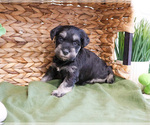 Small #7 Schnauzer (Miniature)