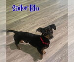 Small #6 Dachshund