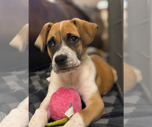 Medium Photo #3 Boxer Puppy For Sale in Gilberts, IL, USA