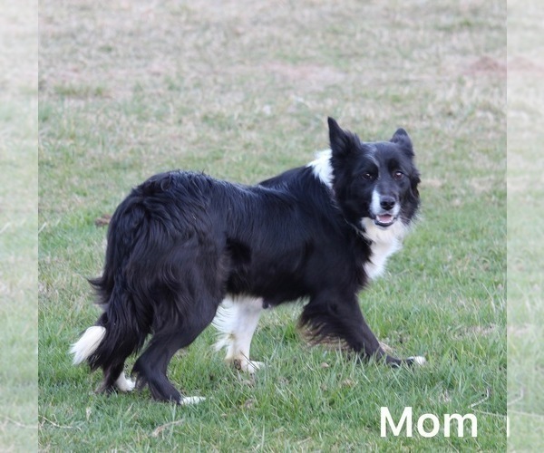 Medium Photo #1 Border Collie Puppy For Sale in WARSAW, OH, USA