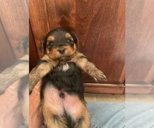 Yorkshire Terrier Puppy for sale in OHATCHEE, AL, USA