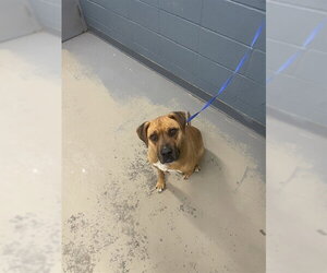 Black Mouth Cur-Labrador Retriever Mix Dogs for adoption in Tallahassee, FL, USA