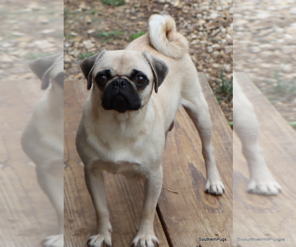 Medium Photo #1 Pug Puppy For Sale in WINNSBORO, TX, USA