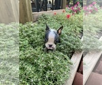 Small #8 Boston Terrier