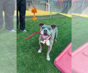 REYNA - Female Mutt Dog for Adoption - Photo #2