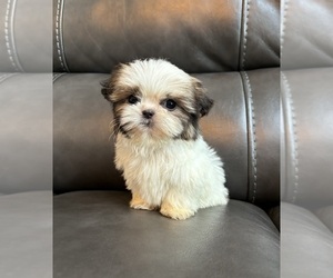 Shih Tzu Puppy for sale in INDIANAPOLIS, IN, USA