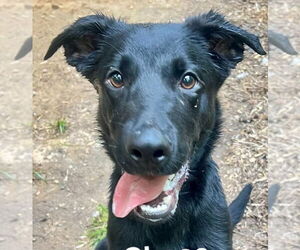 Labrador Retriever-Unknown Mix Dogs for adoption in Canton, CT, USA