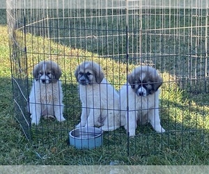 Anatolian Shepherd-Great Pyrenees Mix Puppy for sale in APPOMATTOX, VA, USA