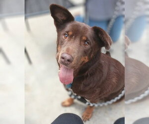 Labrador Retriever-Unknown Mix Dogs for adoption in Holly Springs, NC, USA