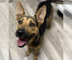 STAR - Female German Shepherd Dog-Unknown Mix Dog for Adoption - Photo #2