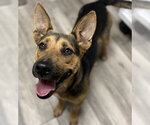 Small #1 German Shepherd Dog Mix